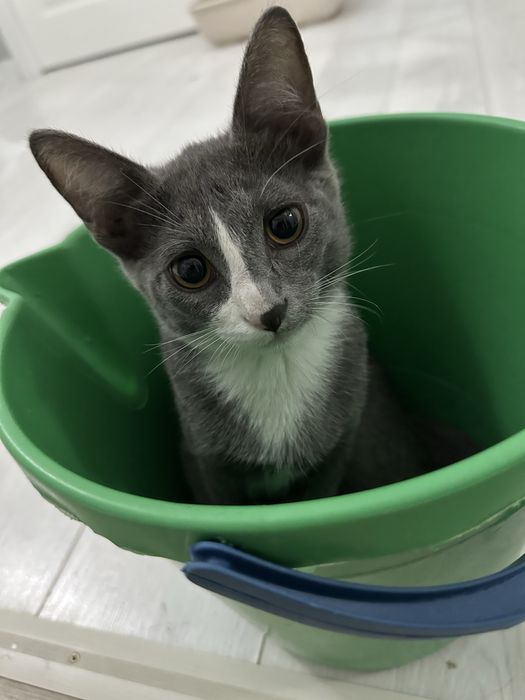 Маленький котенок мальчик