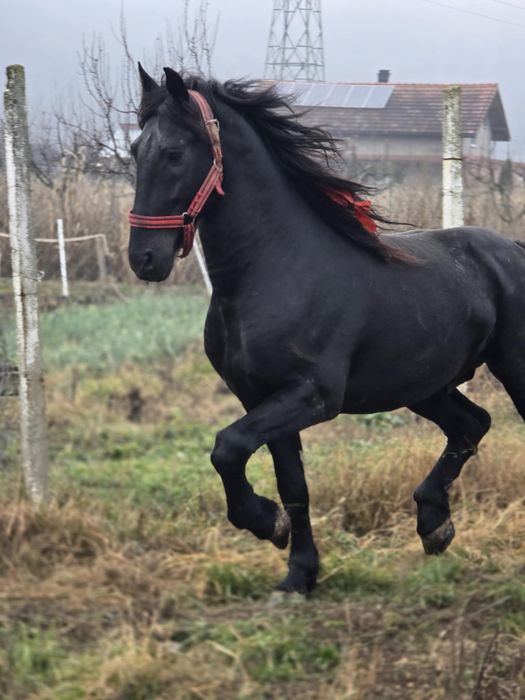 Armasar Frizian 5 ani