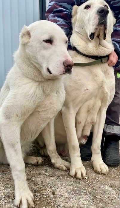 подрощенный мальчик Алабай белый окрас