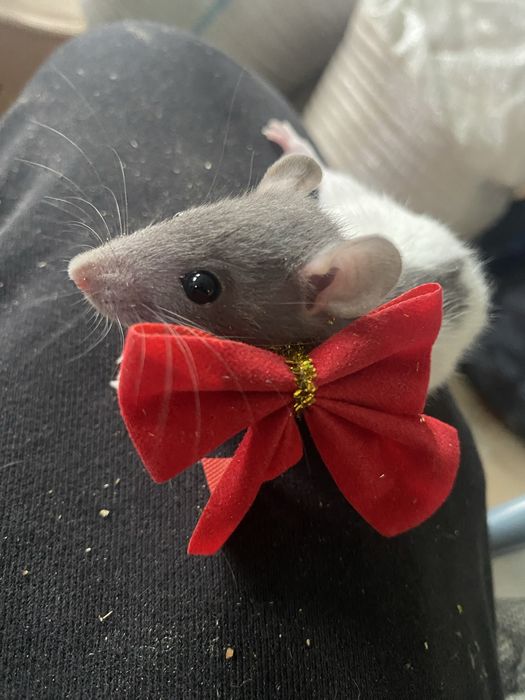 Vand sobolani dumbo de companie