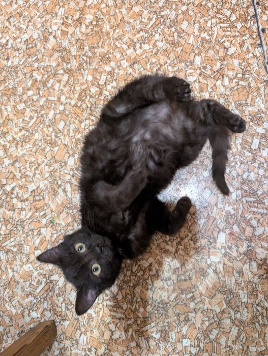 Отдаём котенка в добрые руки