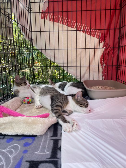 Pisicuțe pentru adopție