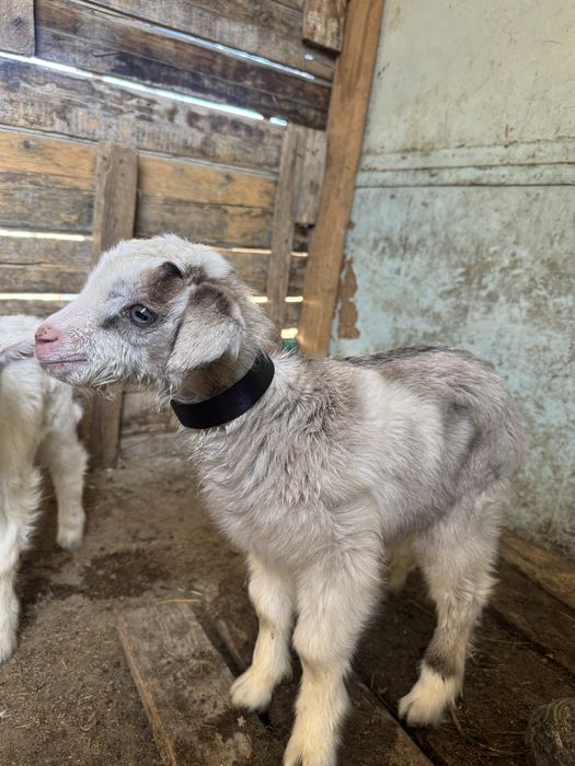 Заненский коза,занен ешкі