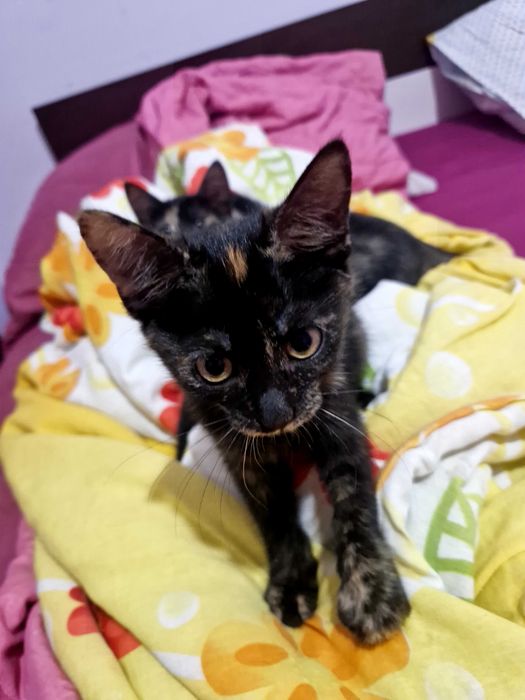 Подарявам котета