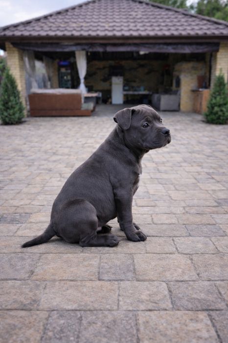 American Bully Pocket – 3 luni jumate, Bloodline de Top