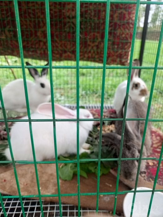Ena quyonlar sotiladi 130 mingdann