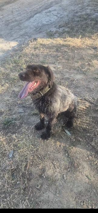 Пропала собака. дратхаар