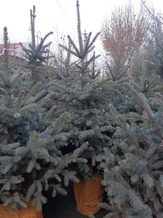 Смарагдта Местный и Самшиты оптом