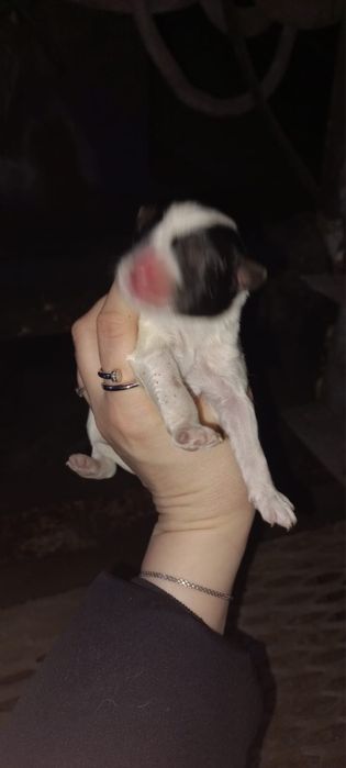 Отдам щенятл в добрые руки срочно