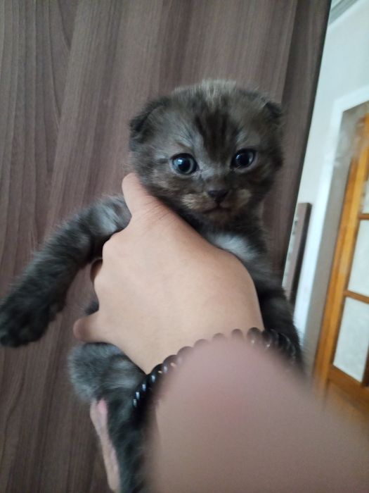 Отдам котёнка в добрые руки,мальчик