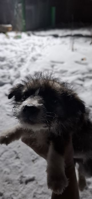 Щенки бесплатно отдадим