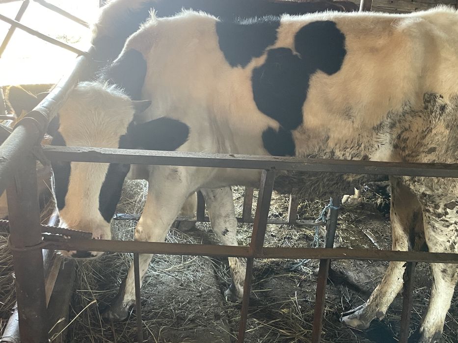 Продам телку голштинку