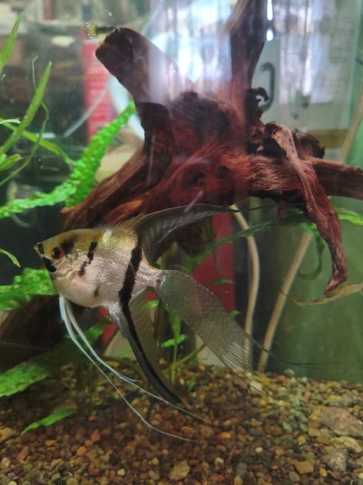 Рыбка Скалярия. Вуалевые.