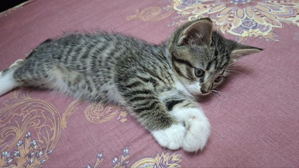 Котёнок смешанный