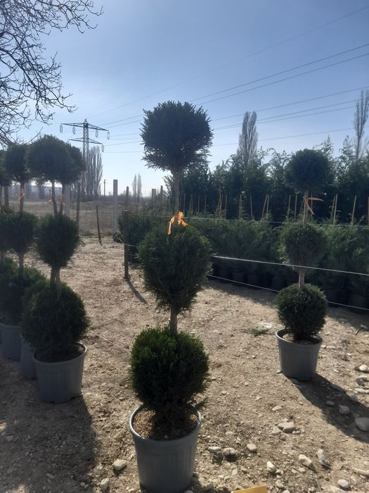 Plante ornamentale  / Amenajări grădini