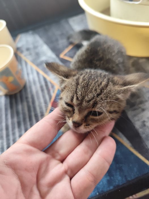 Отдам котенка девочка