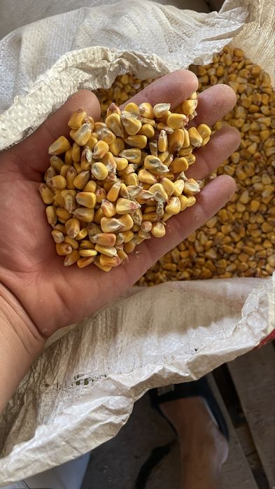 Продам кормовую кукурузу
