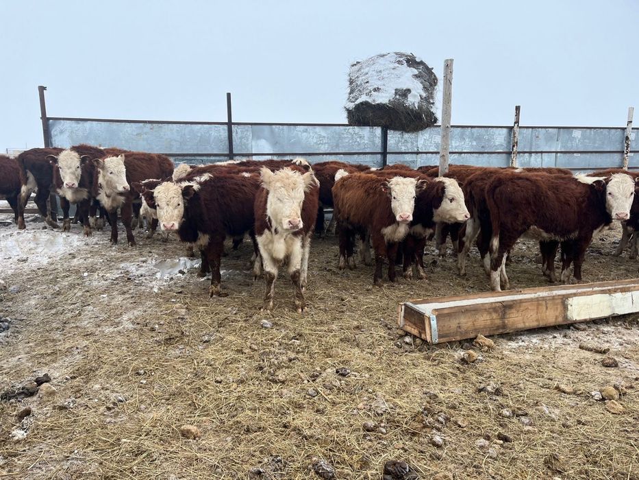 Баспақ-қашарлар 95 бас.