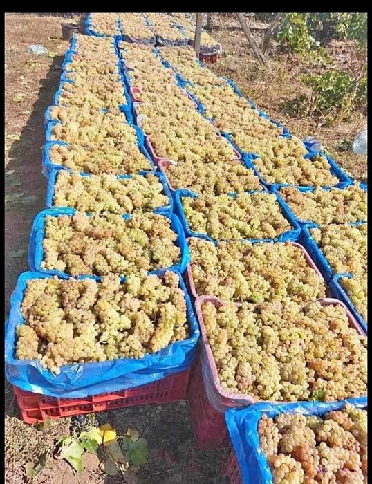 Struguri de vin avem toate soiurile nr 078542852nouă