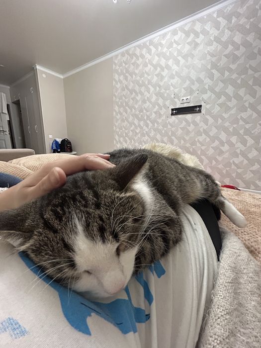 Отдам кота в хорошие руки !