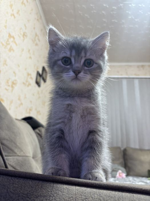 Британски котенца