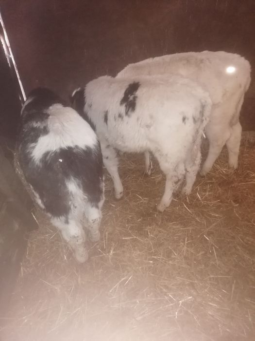 Vând 4 viței alb albastru