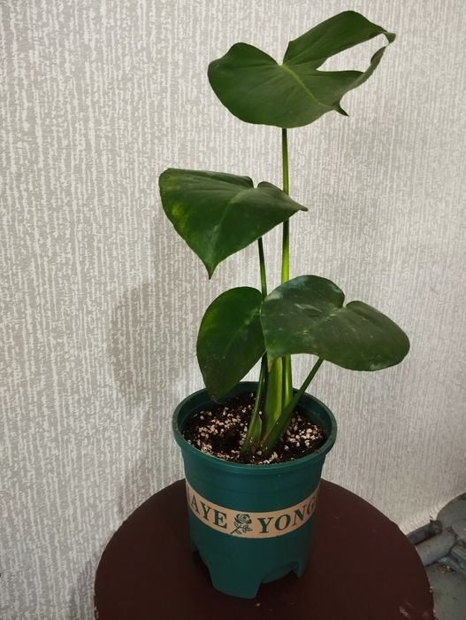 Монстера . Домашнее растения