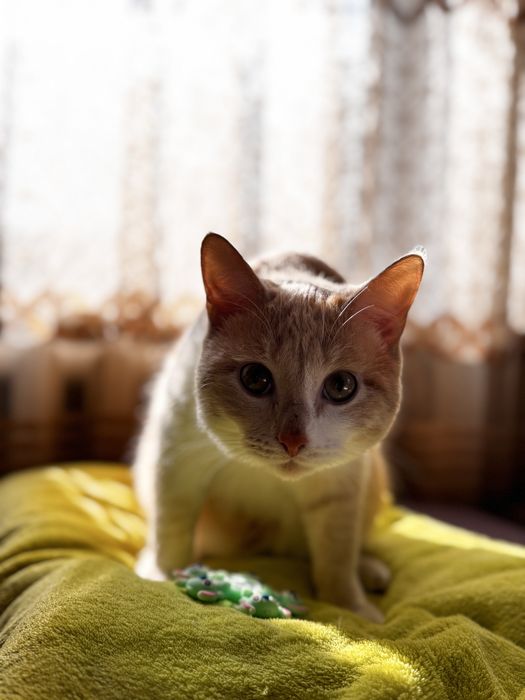 Отдам котика в добрые руки