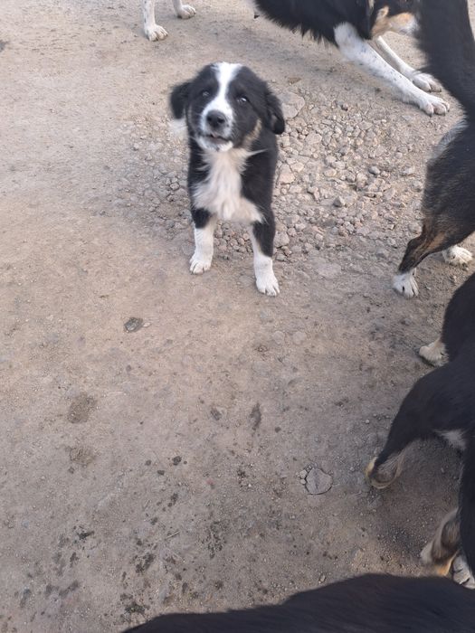 Щенки ищут дом !!