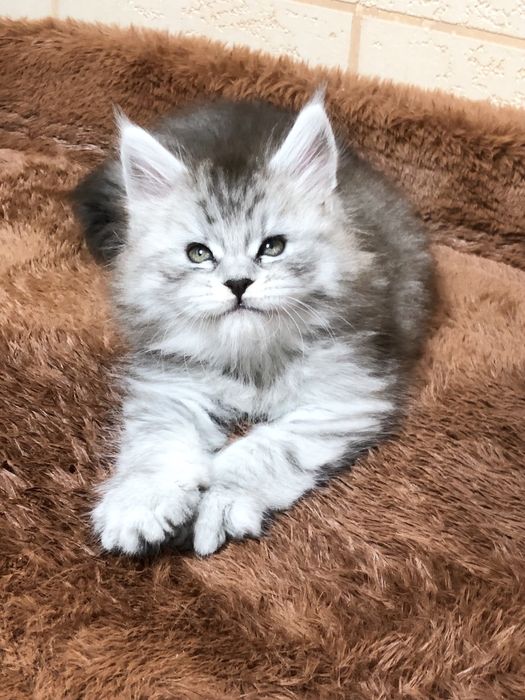 Мейн-Кун! Девочка!