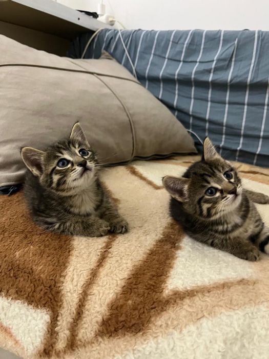 Котенок кот котята серые