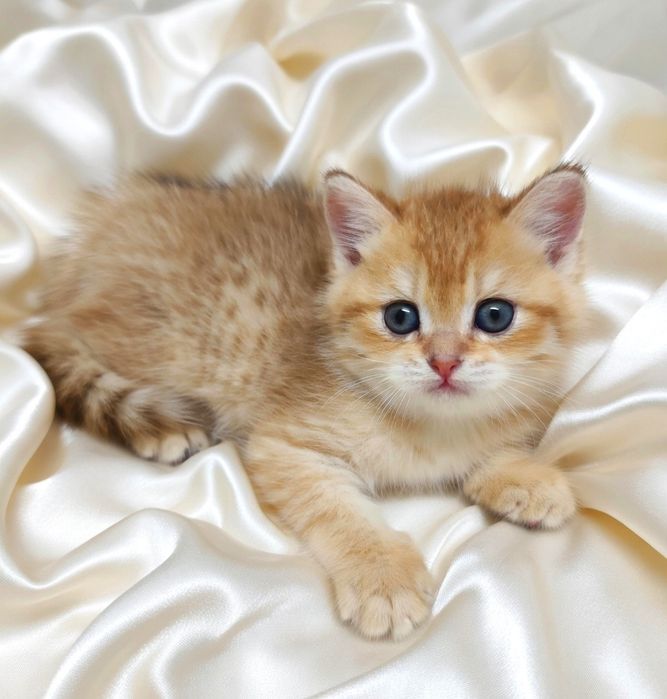 Британский котик.