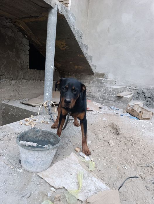 Ротвеллер ўргатилган