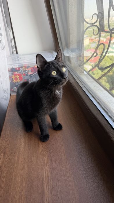 Черный котик, 4,5 месяца