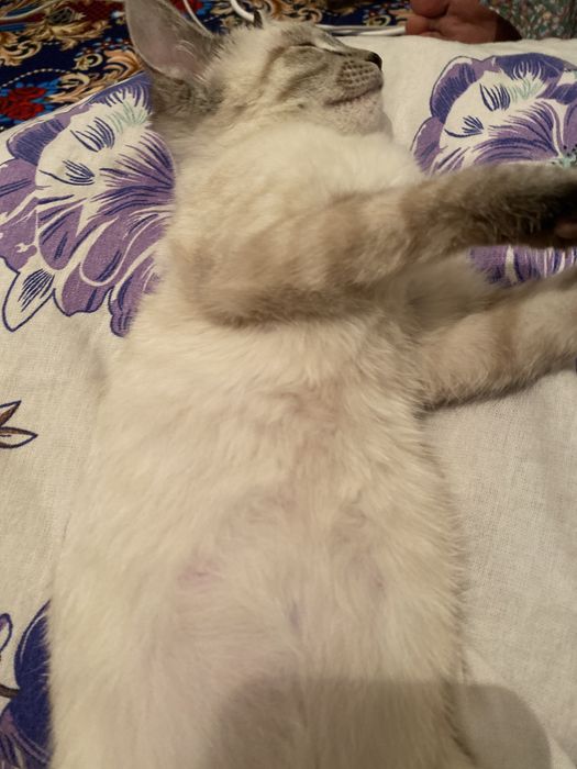 Кошка отдам хорошие руки