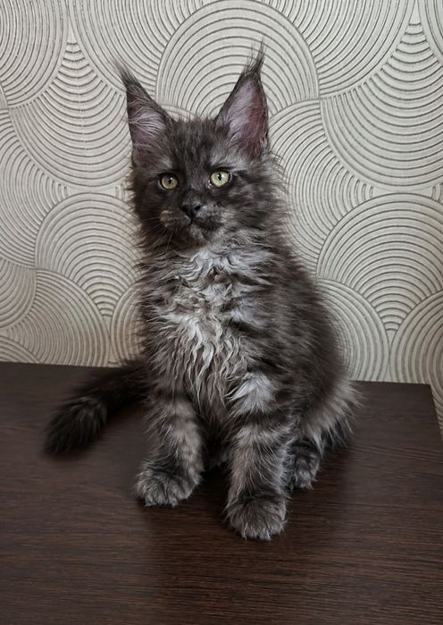 Котята породы Мейн-кун