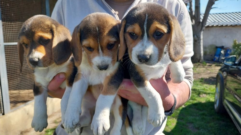 Бигъл Бигълчета Чистокръвни