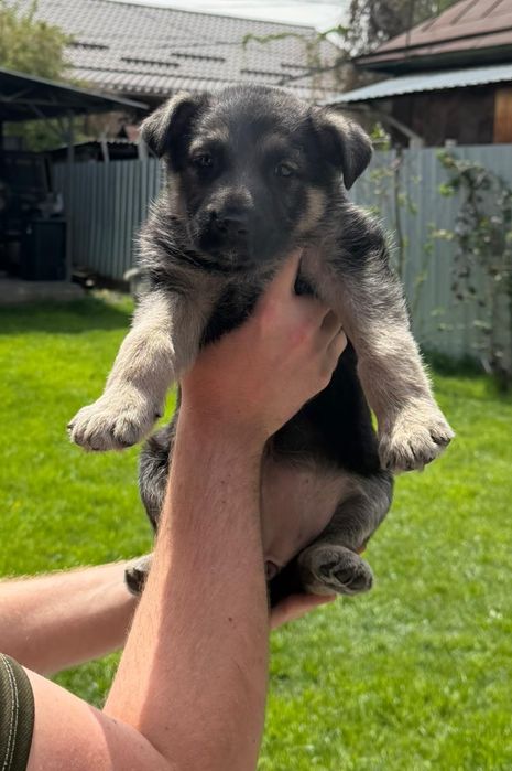 Продам щенков Восточно-европейской овчарки