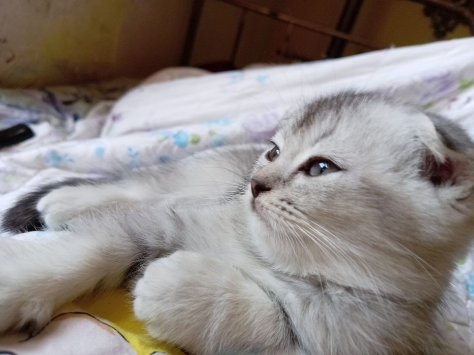 «Премиум-класс» шиншила чиста кровные катят продаётся