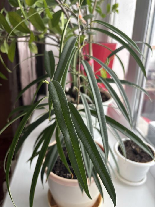 Цветы комнатные большие