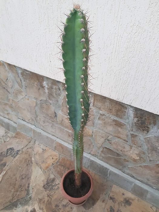 Кактус    Cereus