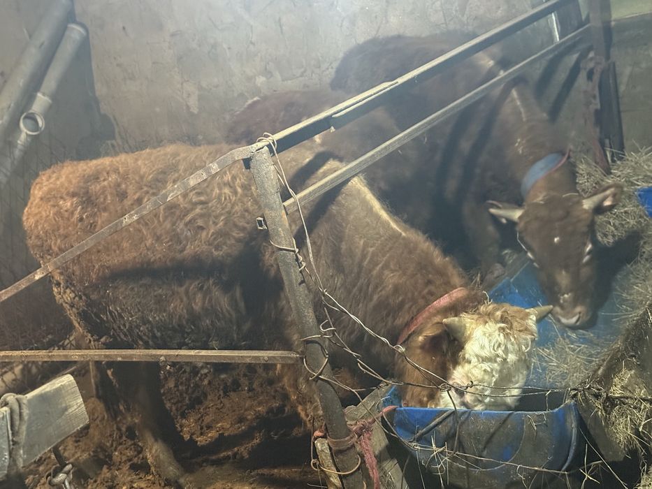 Продам бычков в шахтинске