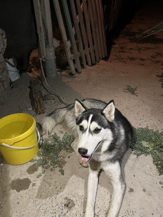 Сиберский хаски