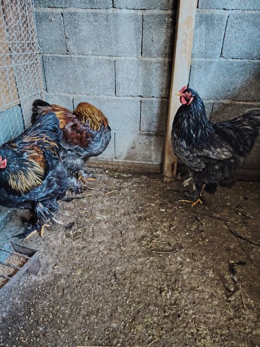 Cocoșii cochinchina