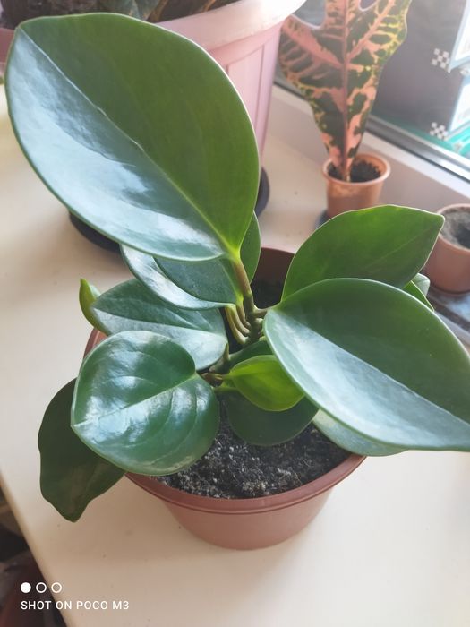 Пеперомия (фикус)