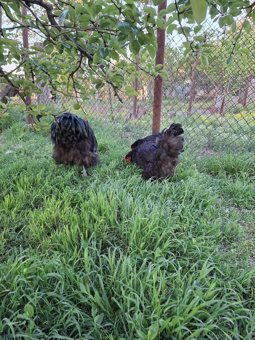 Vând găini Orpington Negru