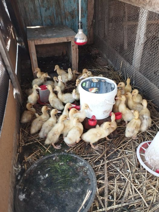 Үйрек балапаны Агидель