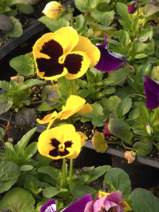 Теменужки /  Виоли