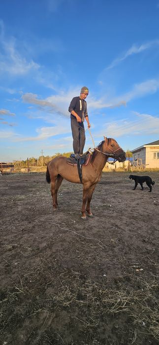 Продам жеребца, лошадь