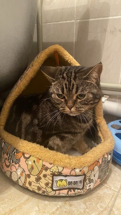 Отдам в хорошие руки